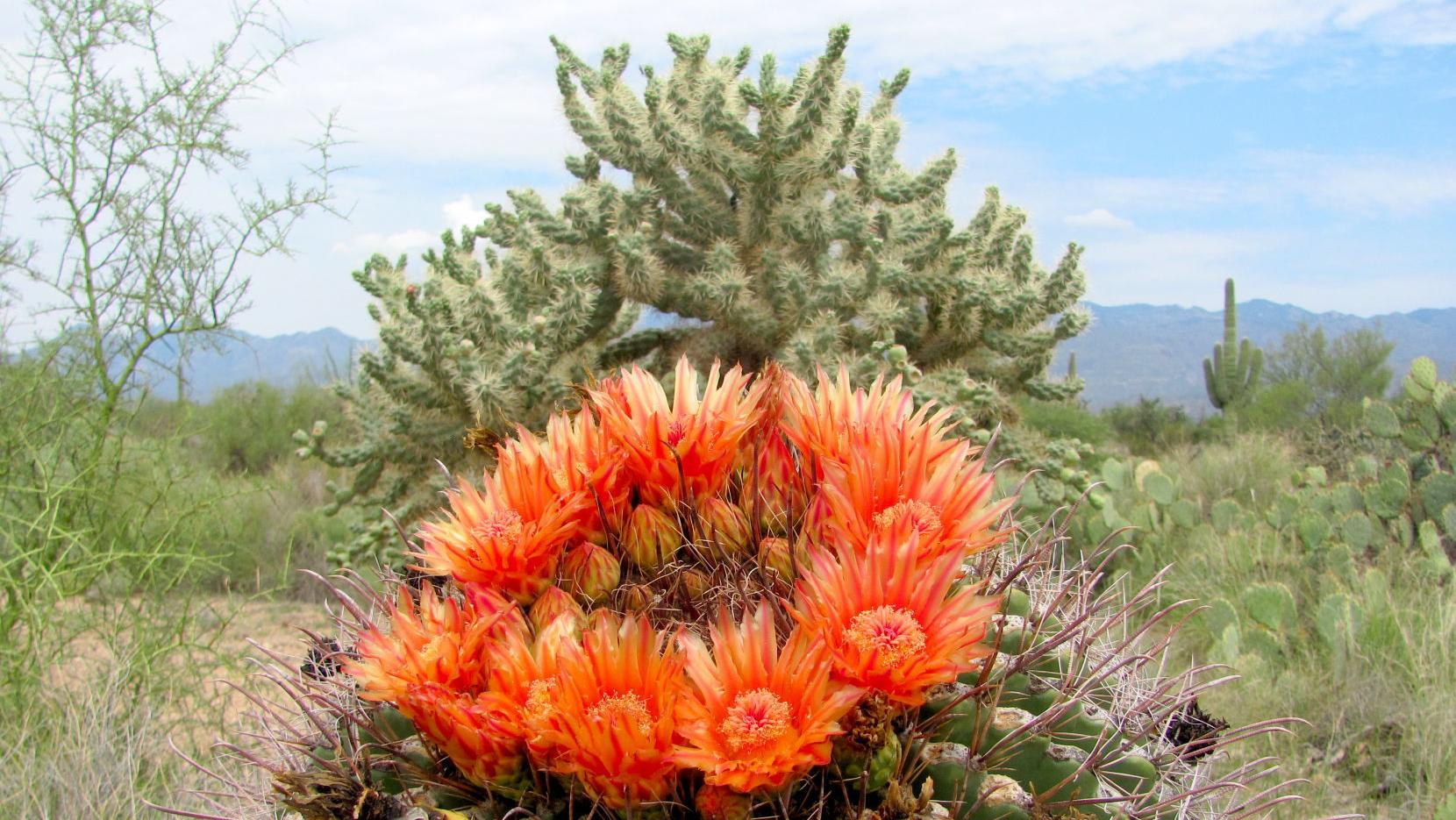 Summer attractions of Saguaro National Park might surprise you